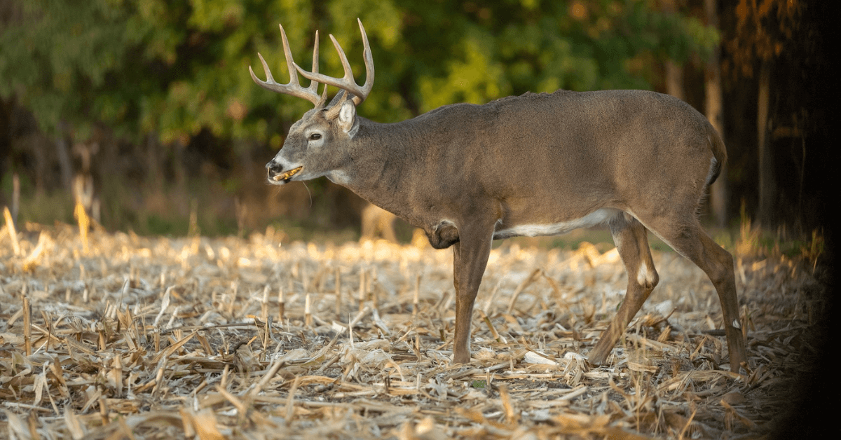 Featured Image for Evening Hunts: Take Advantage of Whitetail Deer Feeding Patterns